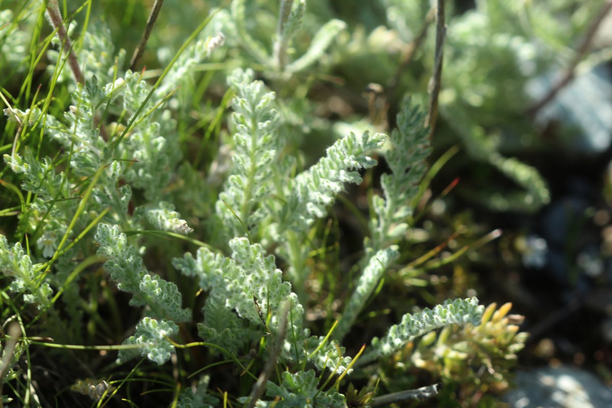 Achillea nana_IMG_5755.JPG