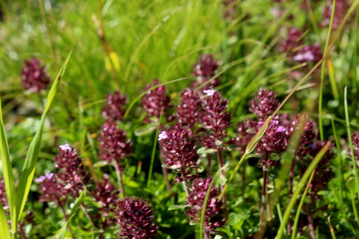 Thymus polytrichus_IMG_5770.JPG