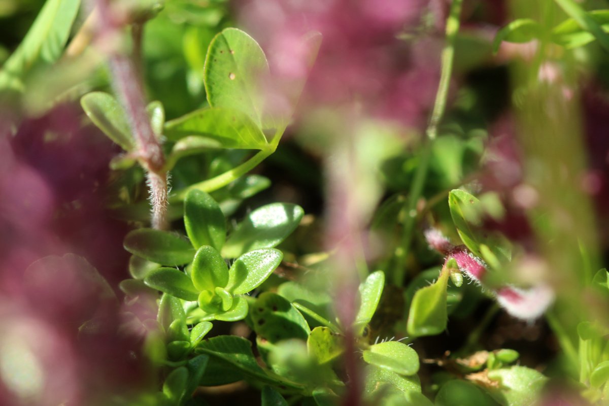 Thymus polytrichus_IMG_5772.JPG