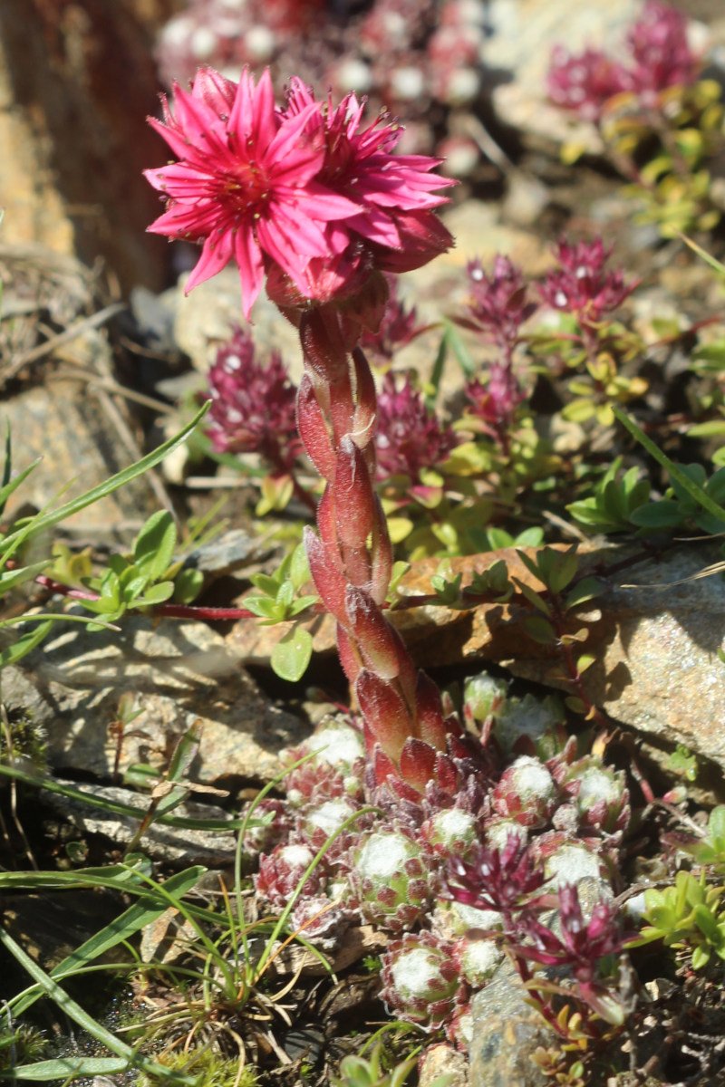 Sempervivum Spp_IMG_5775.JPG