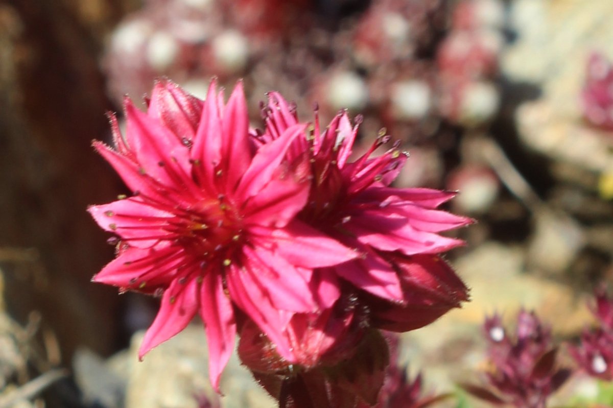 Sempervivum Spp_IMG_5776.JPG