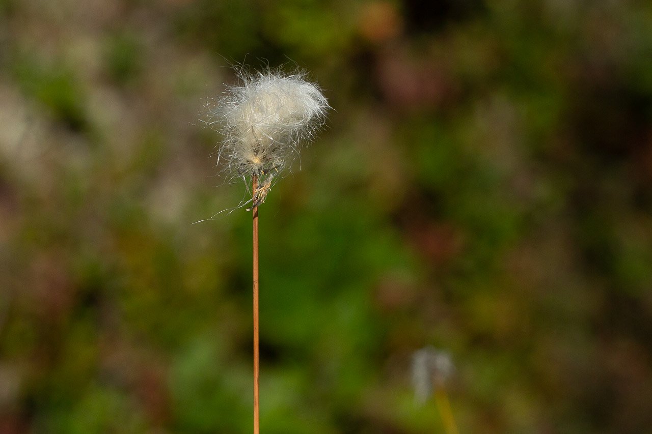 linaigrette-2.jpg