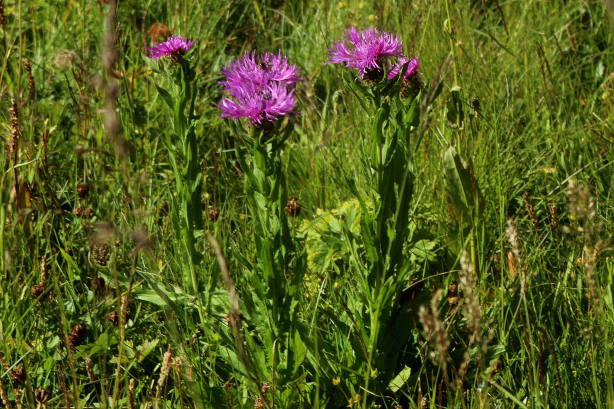 Centaurea_IMG_5788.JPG