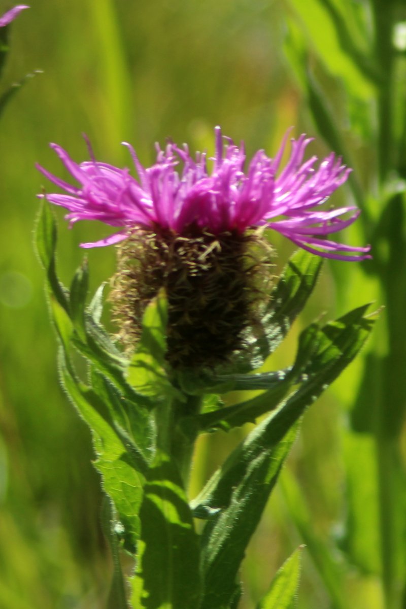 Centaurea_IMG_5791.JPG