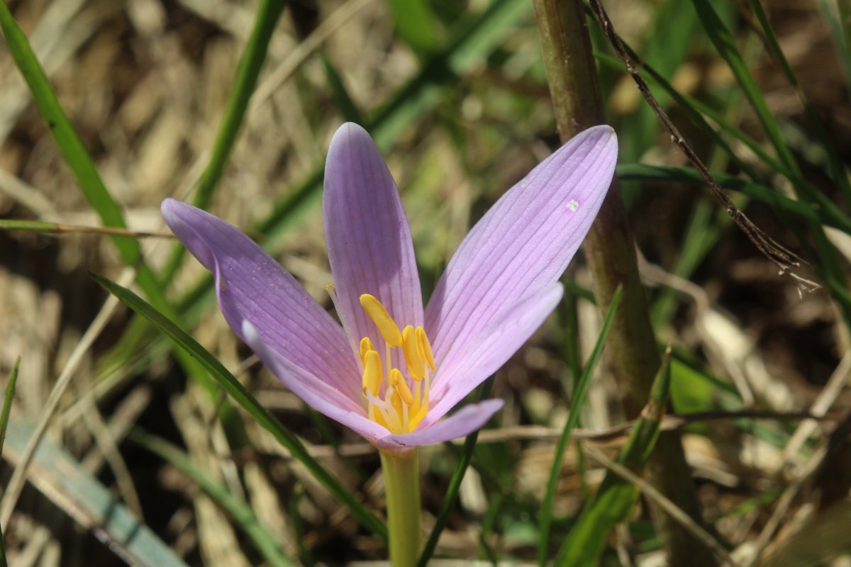 Colchicum alpinum_IMG_5814.JPG