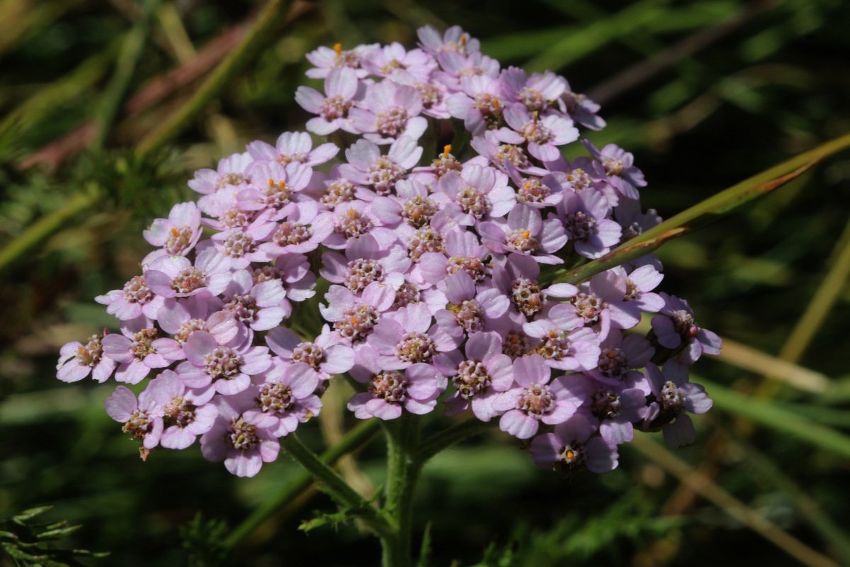 Achillea millefolium var rosea ou A. rosealba_IMG_5817.JPG