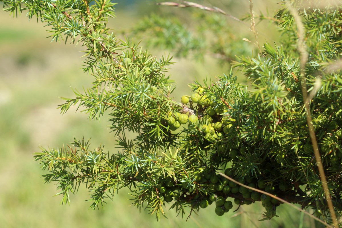 Juniperus communis_IMG_5837.JPG