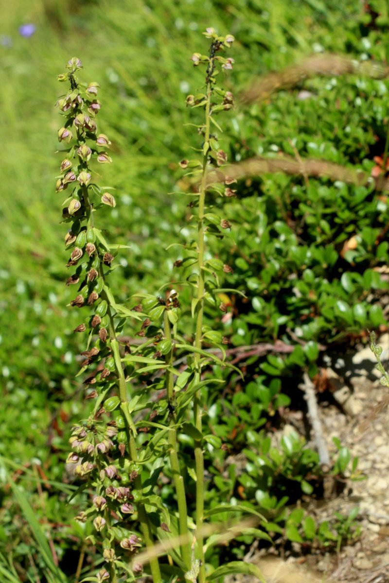 Epipactis helleborine_IMG_5848.JPG