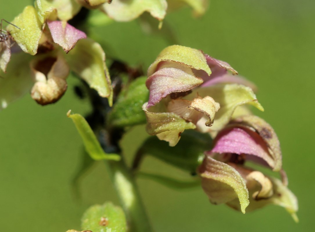 Epipactis helleborine_IMG_5851.JPG