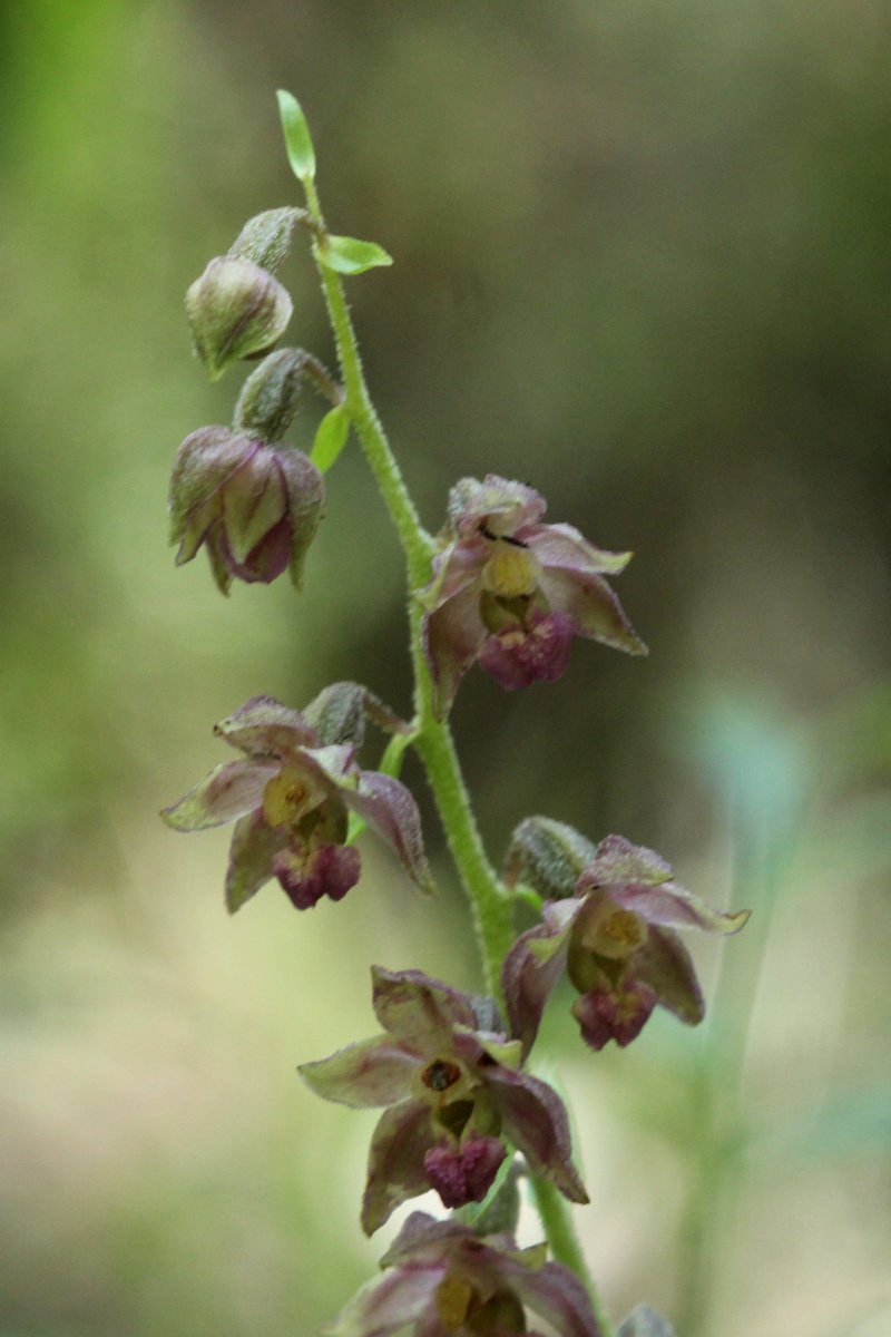 Epipactis helleborine_IMG_5869.JPG