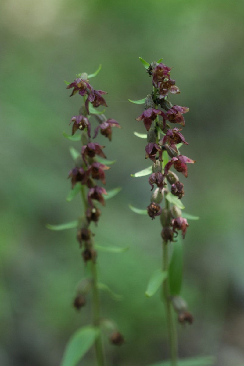 Epipactis atrorubens_IMG_5861.JPG