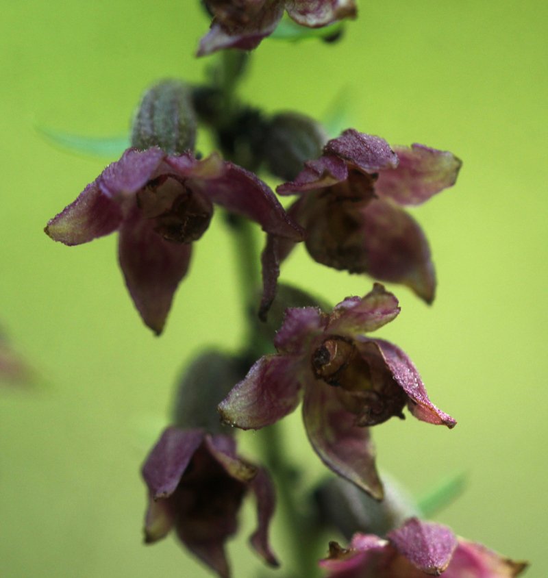 Epipactis atrorubens_IMG_5862.JPG