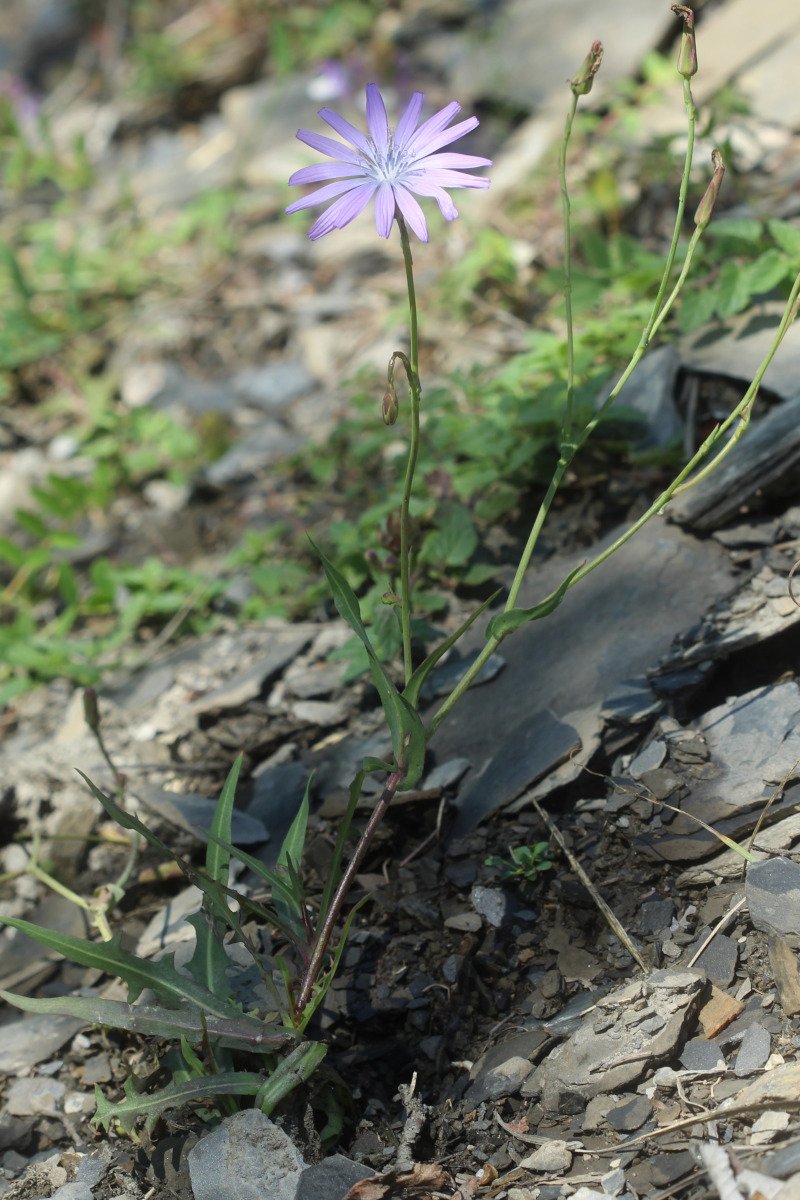 Lactuca tenerrima_IMG_5870.JPG