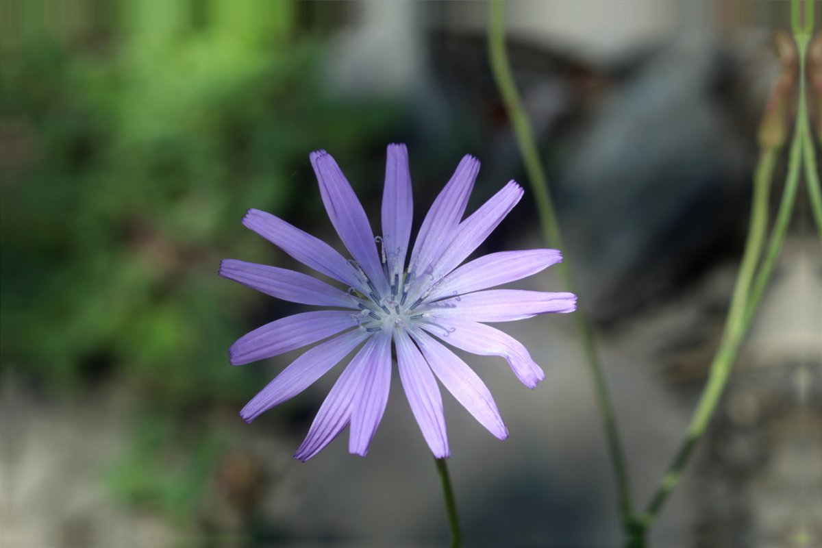 Lactuca tenerrima_IMG_5871-2.jpg