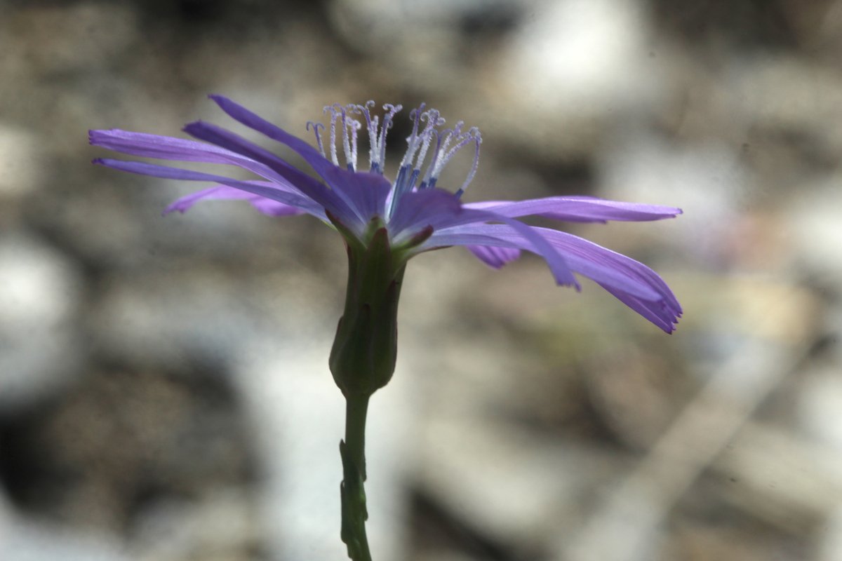 Lactuca tenerrima_IMG_5873.JPG