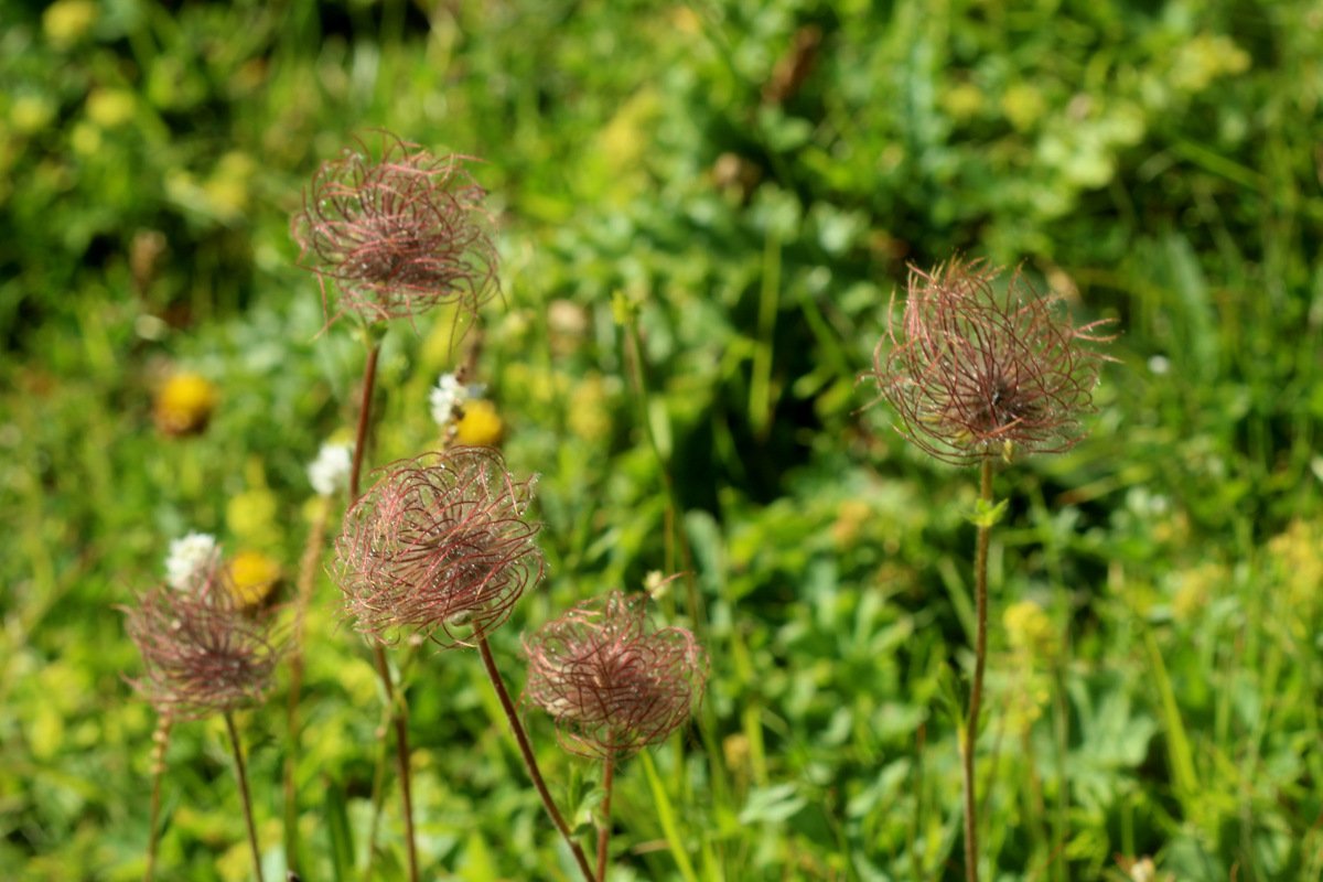 Geum montanum_IMG_5764.JPG