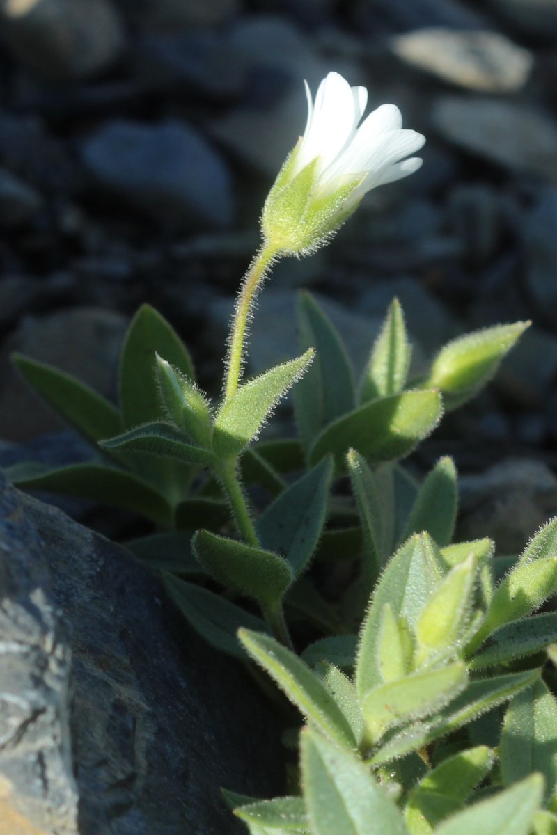 Cerastium latifolium_IMG_5723.JPG