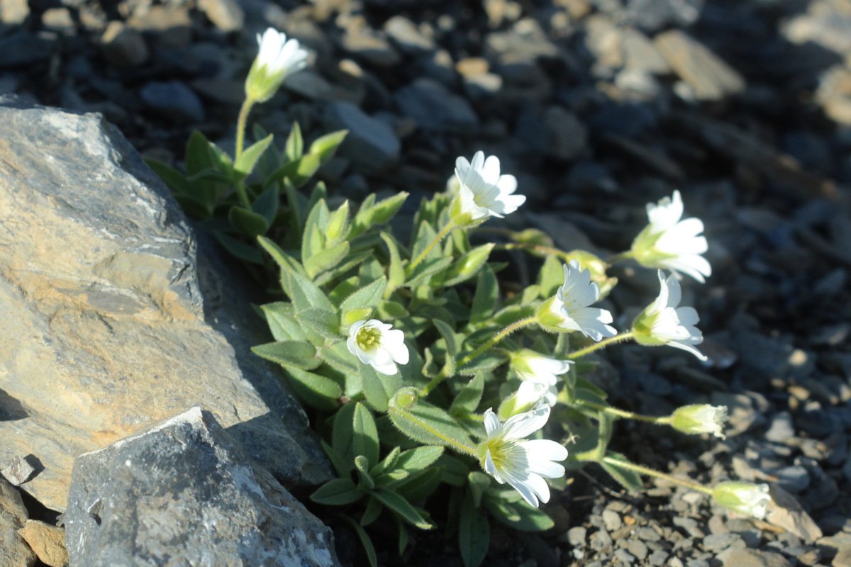 Cerastium latifolium_IMG_5725.JPG