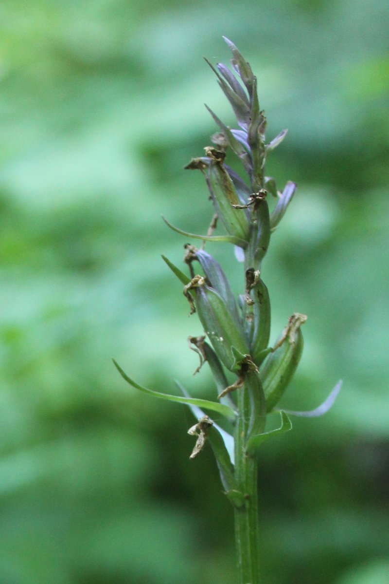 Dactylorhiza _det_IMG_5882.JPG