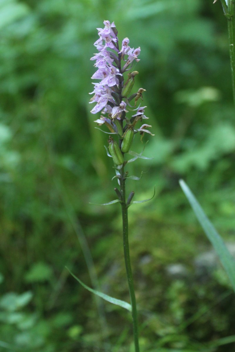 Dactylorhiza _IMG_5882.JPG