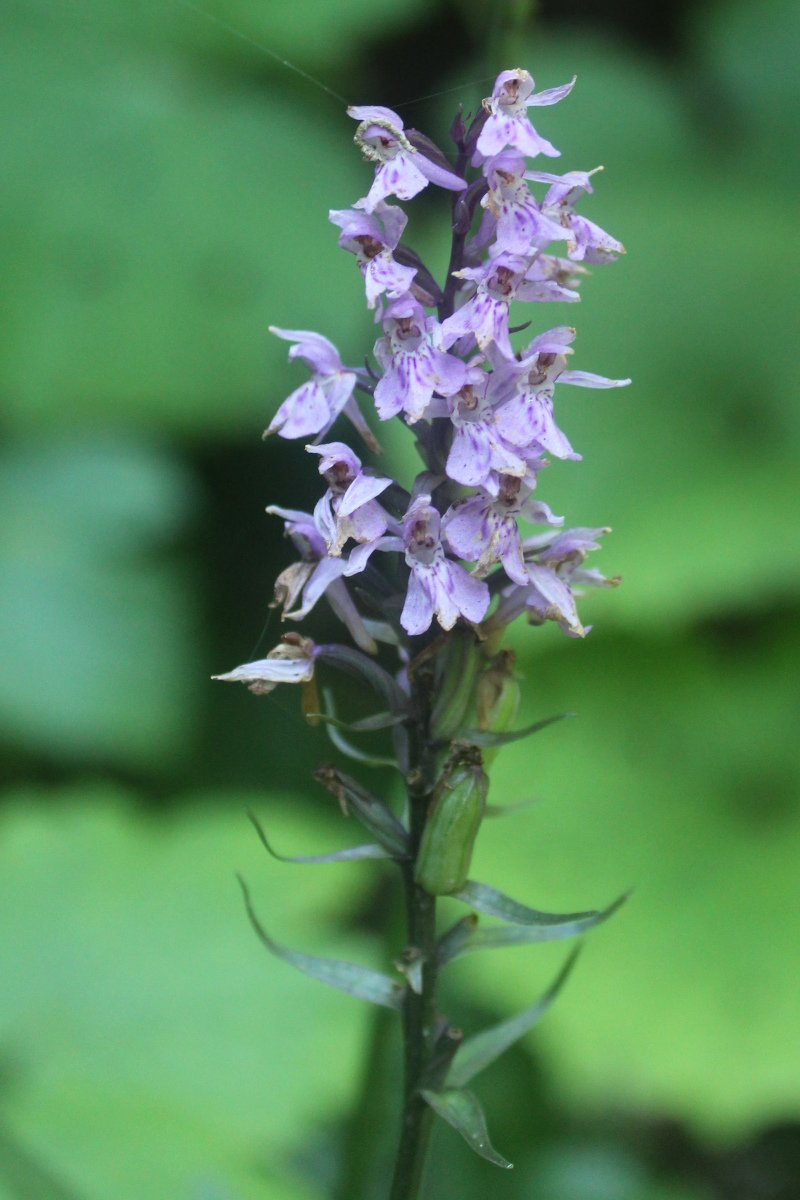 Dactylorhiza _IMG_5883.JPG