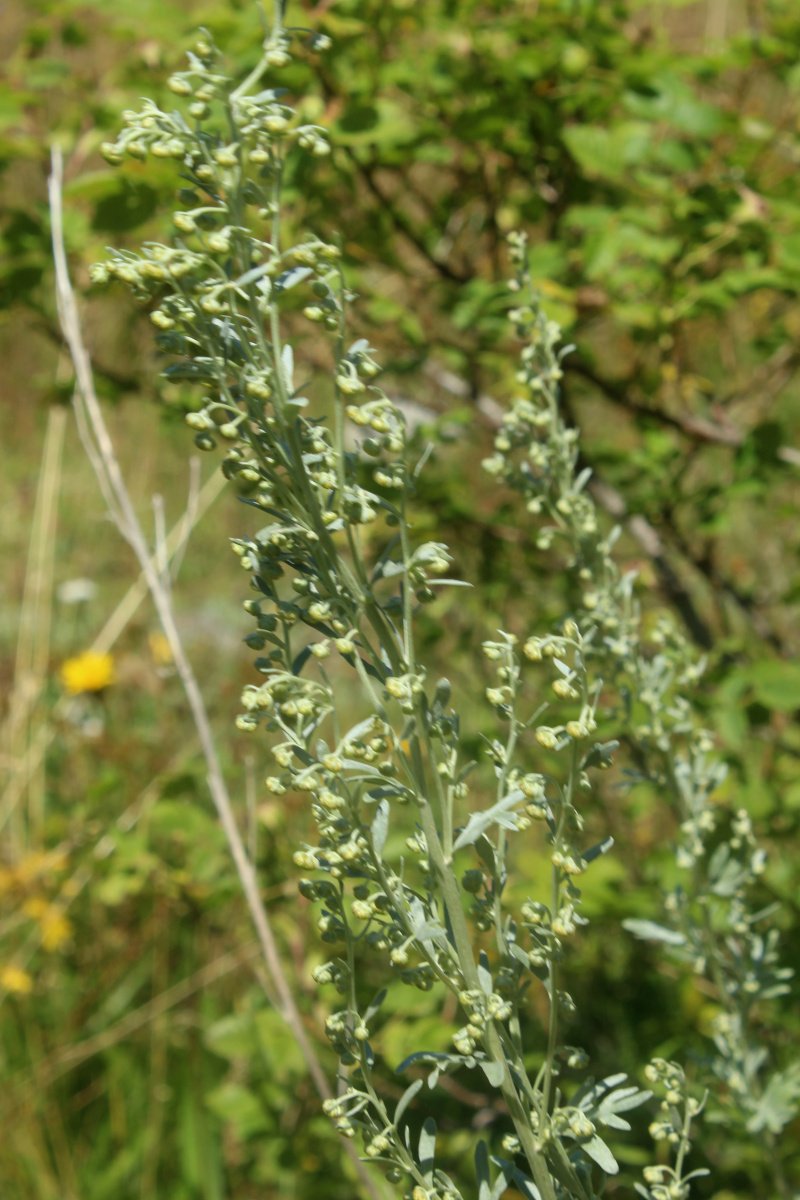 Artemisia absinthium_IMG_5896.JPG