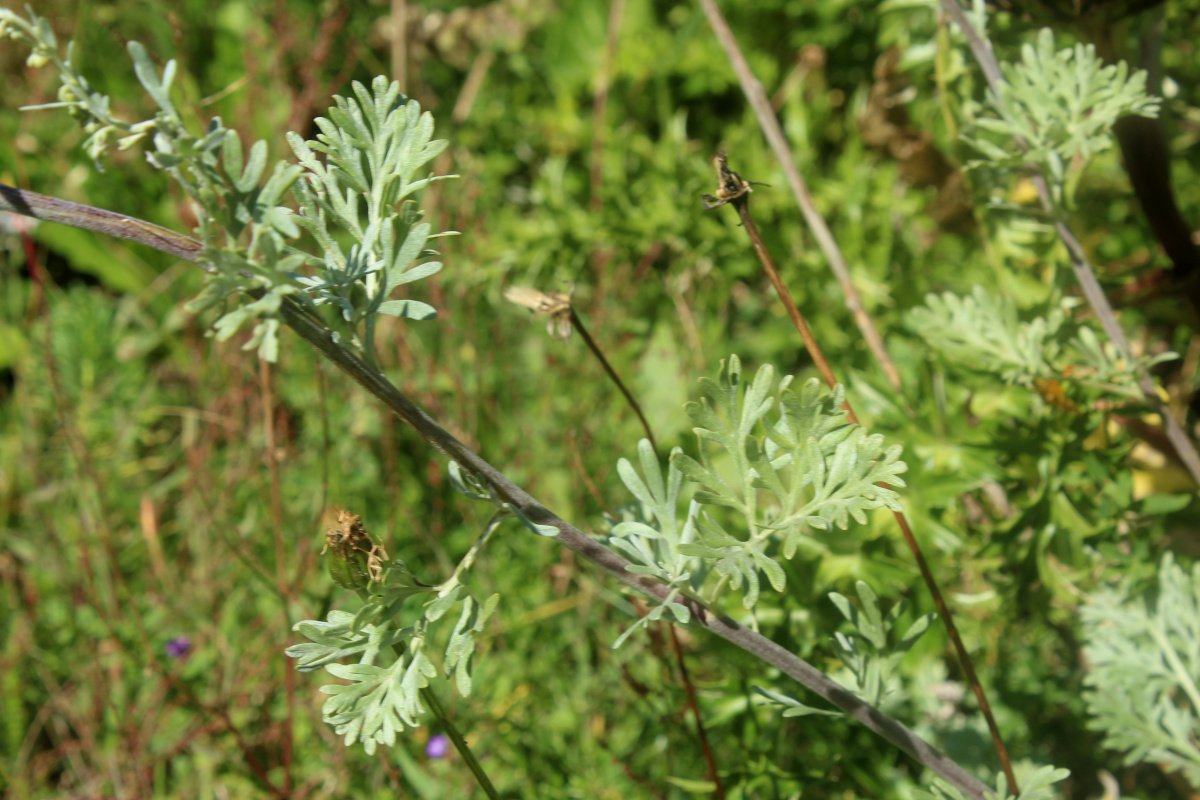 Artemisia absinthium_IMG_5899.JPG