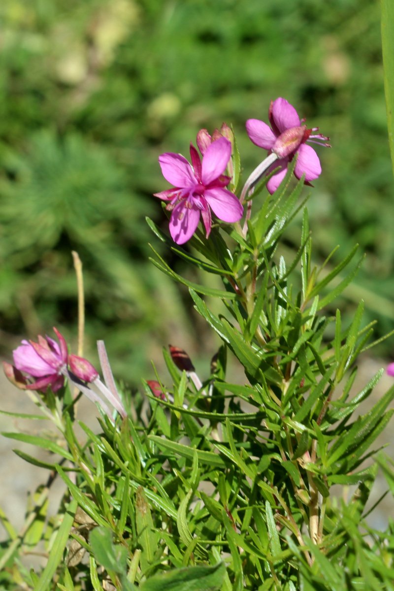 Epilobium dodonaei subsp. fleischeri_IMG_5926.JPG