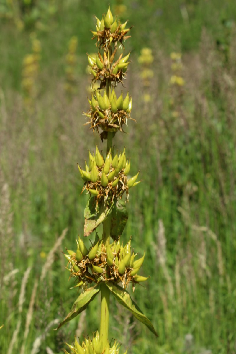 Gentiana lutea_IMG_5925.JPG