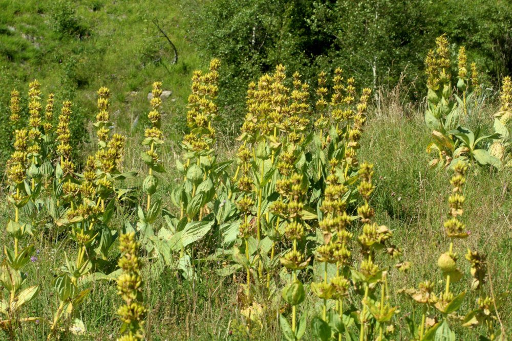 Gentiana lutea_IMG_5924.JPG