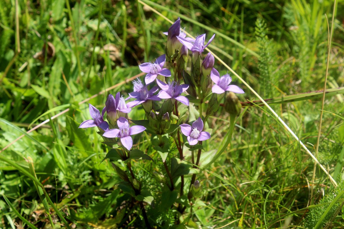 Gentianella campestris_IMG_5895.JPG