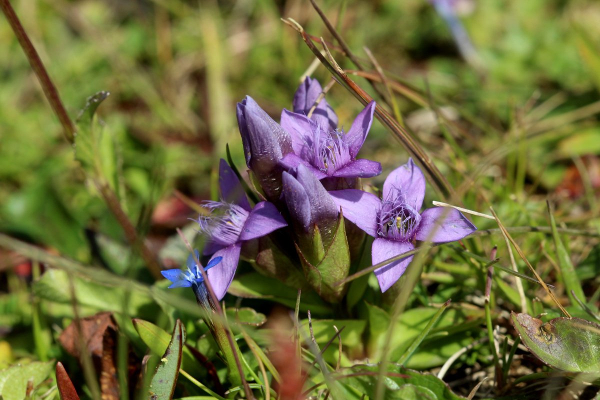 Gentianella campestris_IMG_5972.JPG