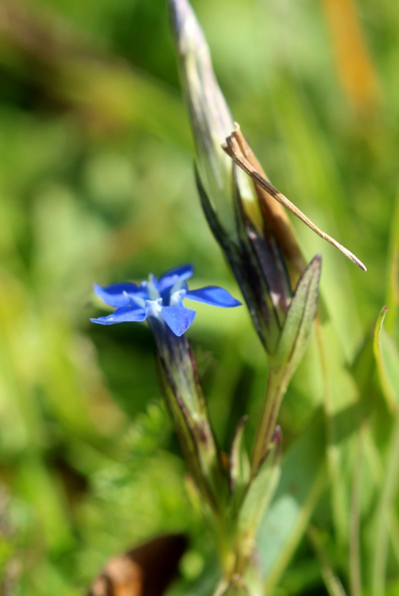 Gentiana nivalis_IMG_5973.JPG