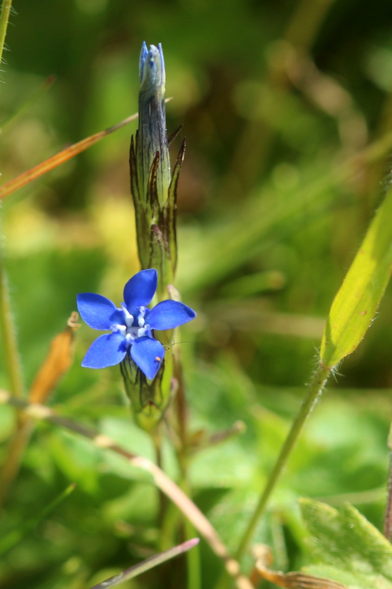 Gentiana nivalis_IMG_5977.JPG