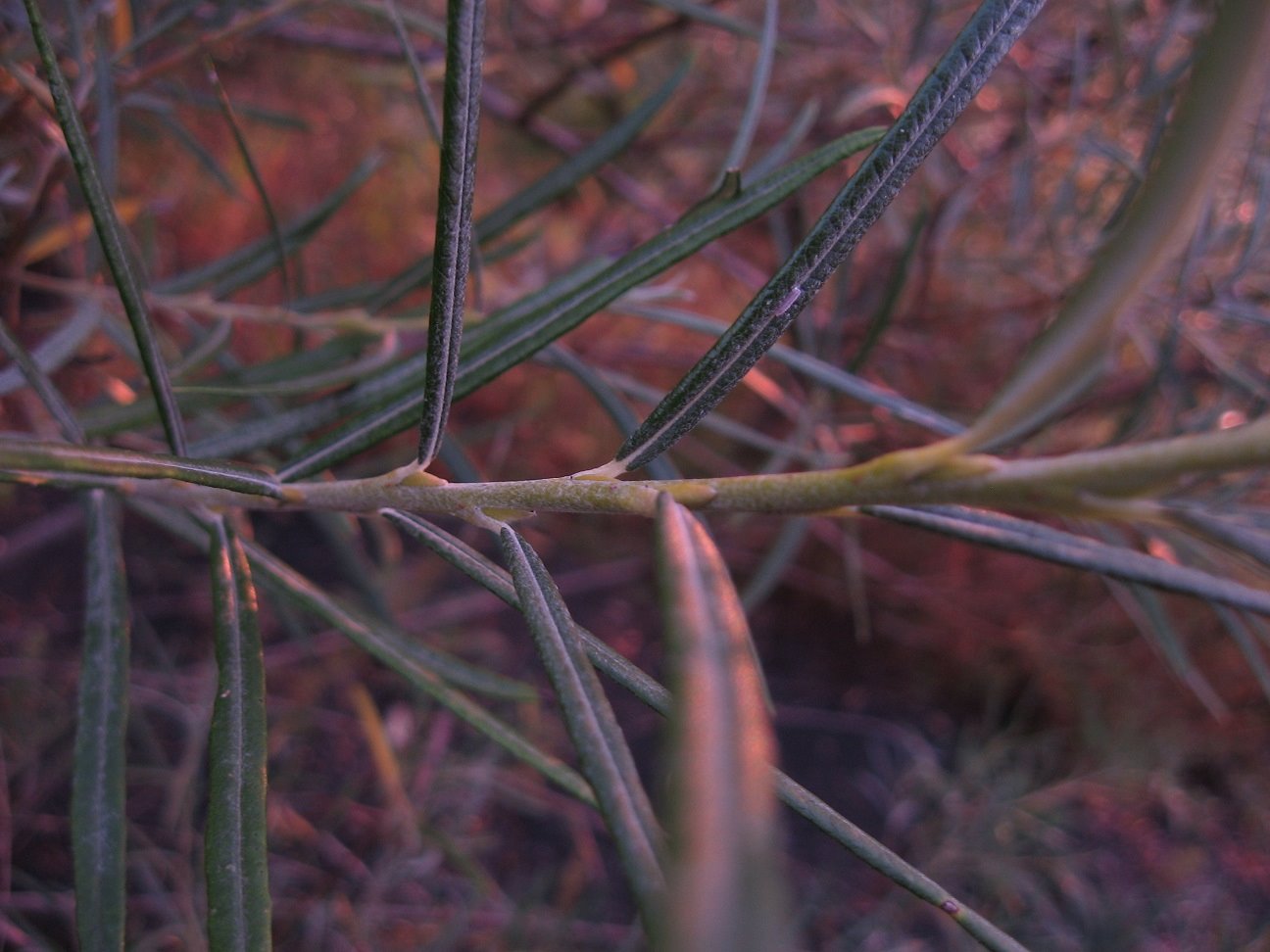 image 1.jpg
