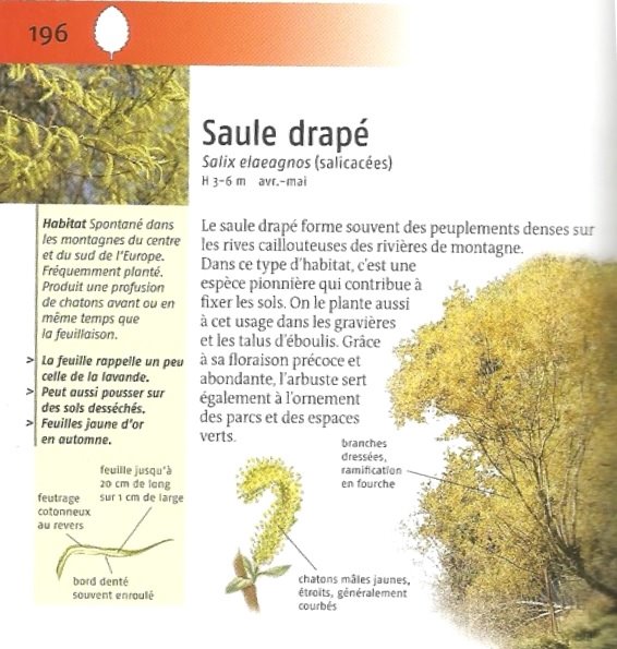 saule.jpg