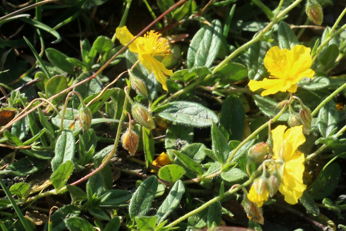 Helianthemum nummularium_IMG_5954.JPG