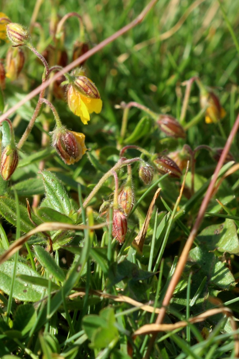 Helianthemum nummularium_IMG_5957a.JPG