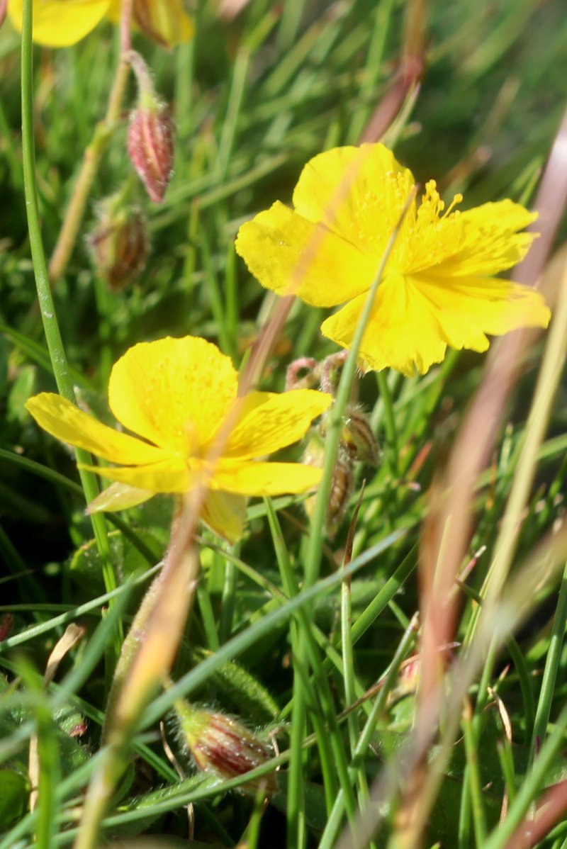 Helianthemum nummularium_IMG_5957b.JPG