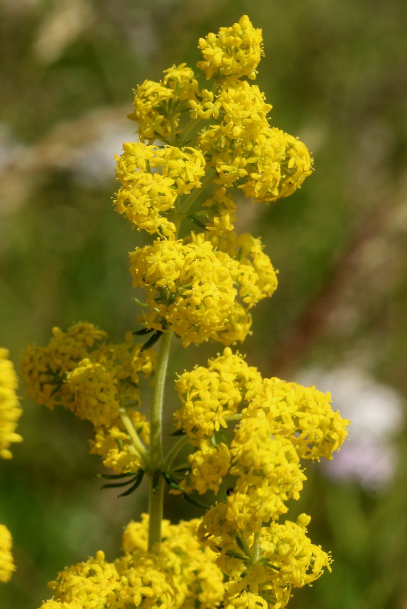 Galium verum_IMG_5980.JPG