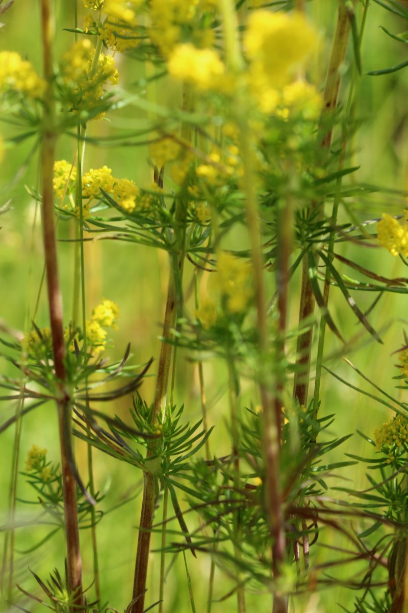 Galium verum_IMG_5983.JPG