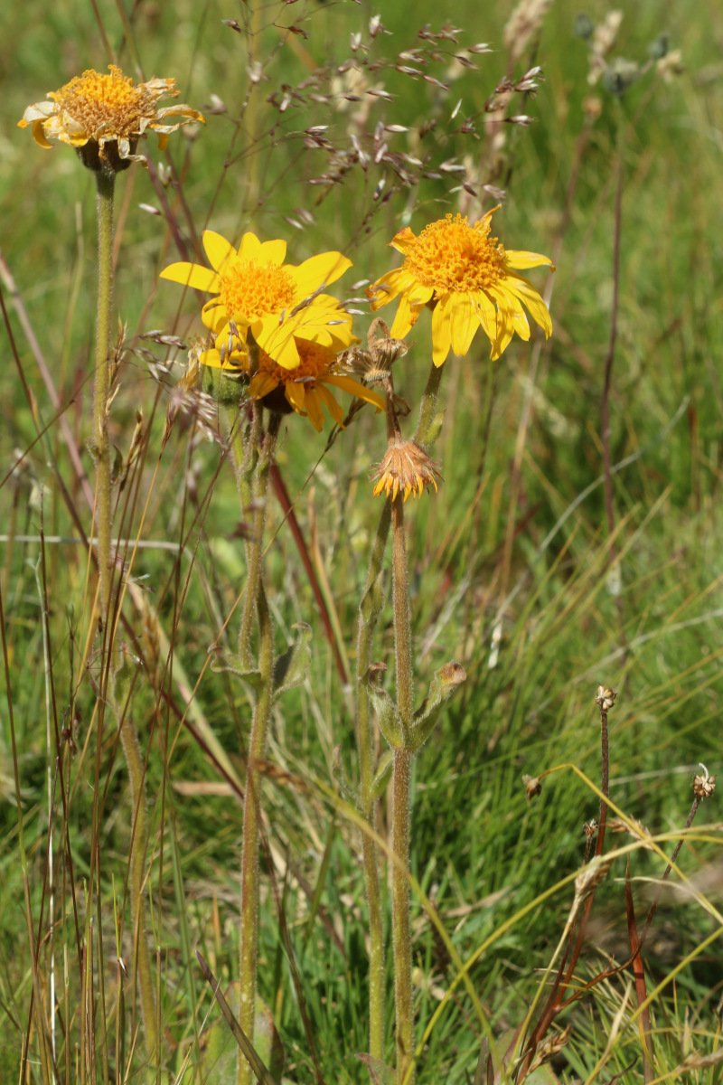 Arnica montana_IMG_5992.JPG