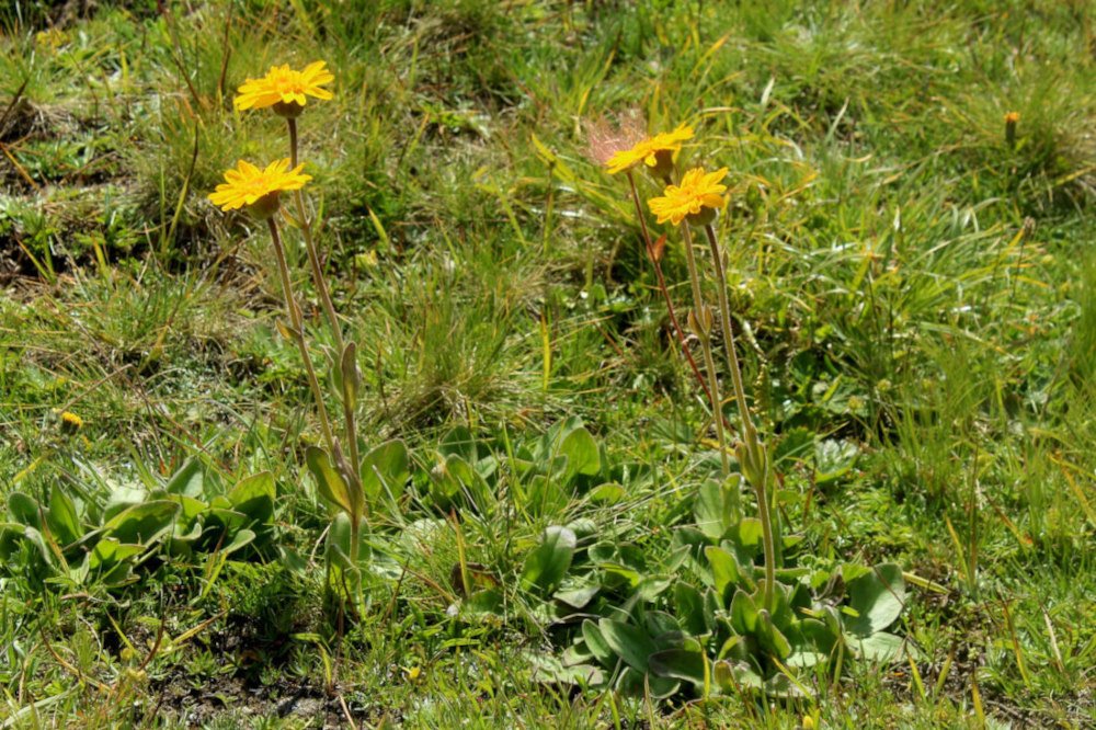 Arnica montana_IMG_6067.JPG