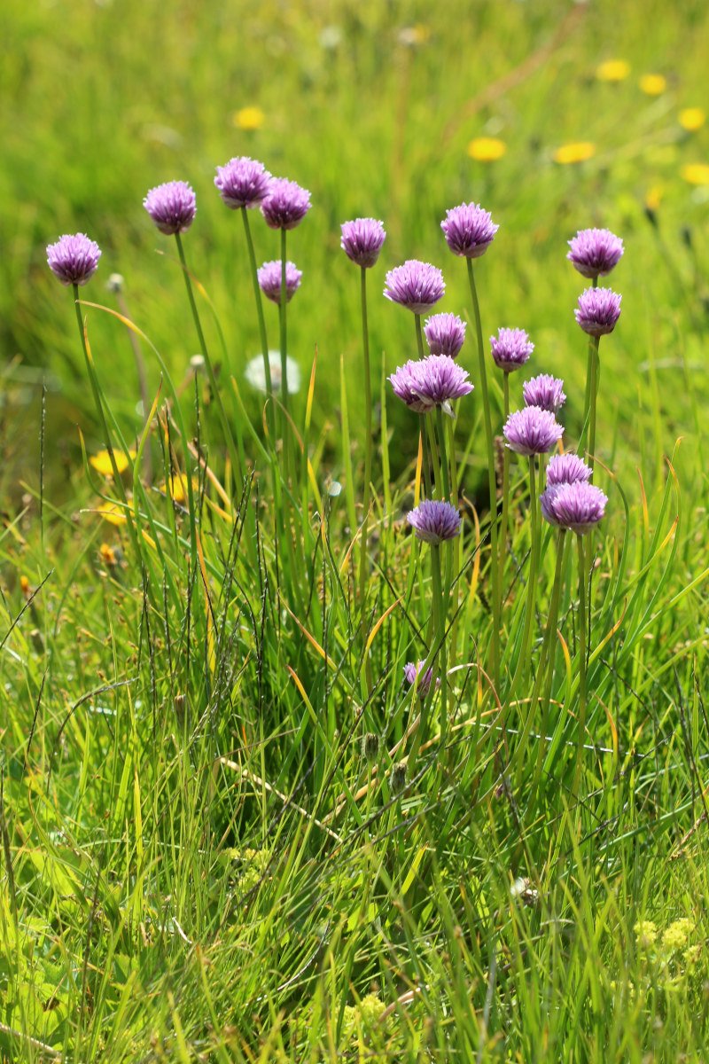 Allium schoenoprasum_IMG_6004.JPG