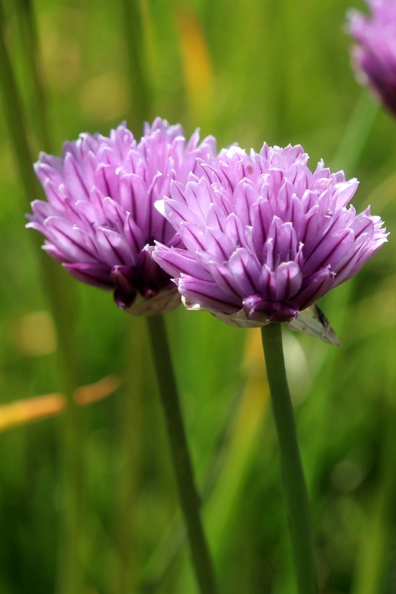 Allium schoenoprasum_IMG_6005.JPG