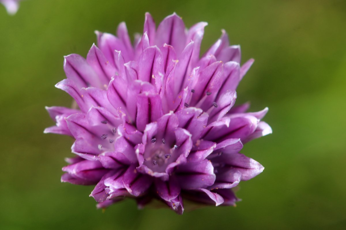 Allium schoenoprasum_IMG_6007.JPG