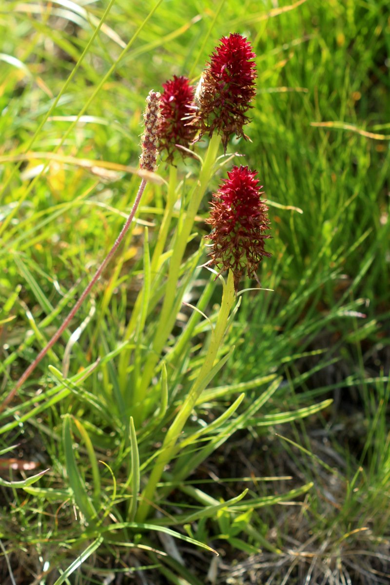 Gymnadenia nigra_IMG_6008.JPG