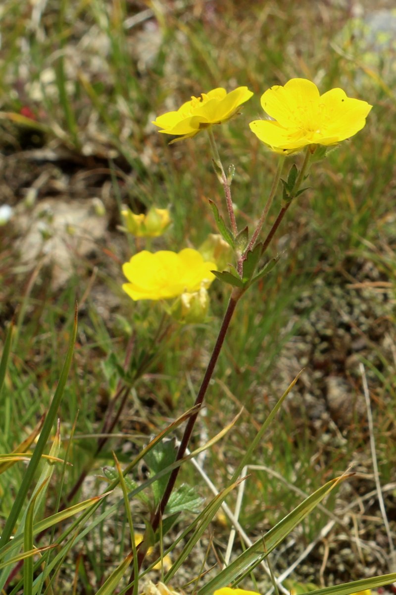 Potentilla grandiflora_IMG_6032.JPG