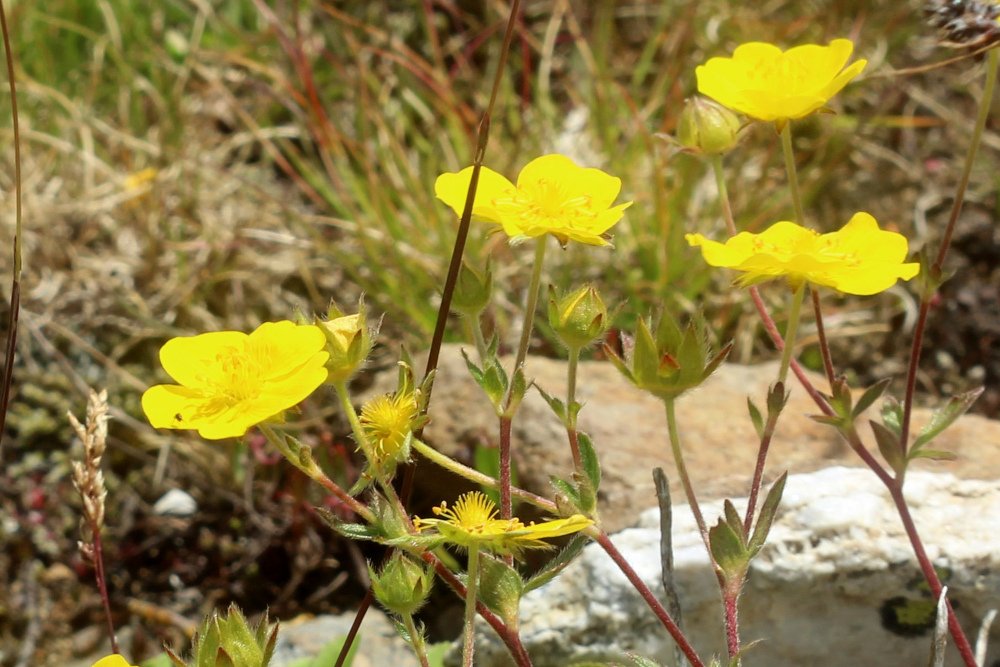 Potentilla grandiflora_IMG_6032b.JPG