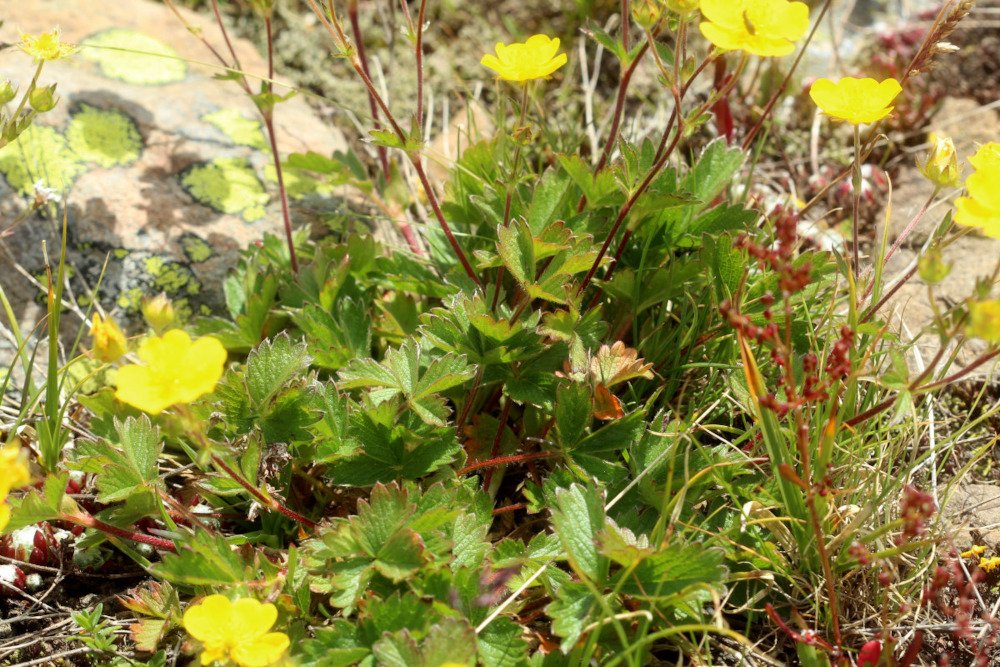 Potentilla grandiflora_IMG_6033.JPG